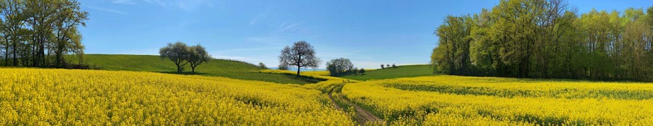 Yellow Fields