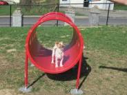 Dog Park